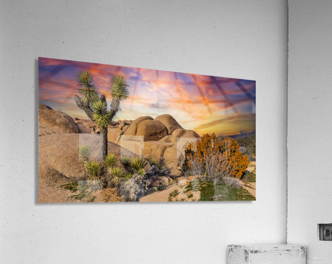 Joshua tree landscape Acrylic Print