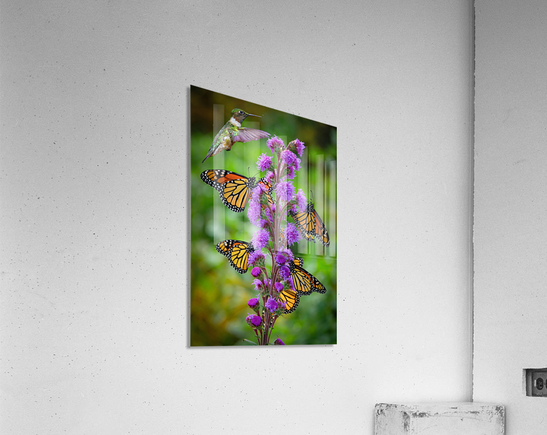 Sweet Nectar  Acrylic Print 