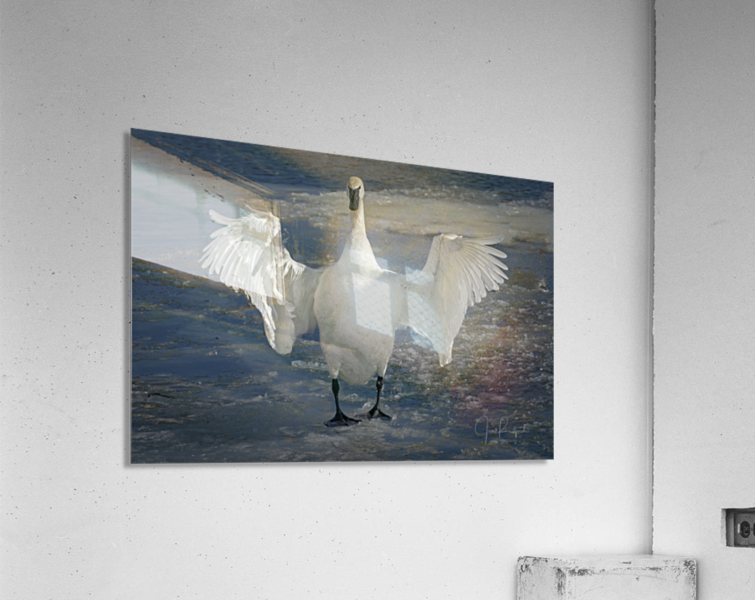 Embracing Swan  Acrylic Print 