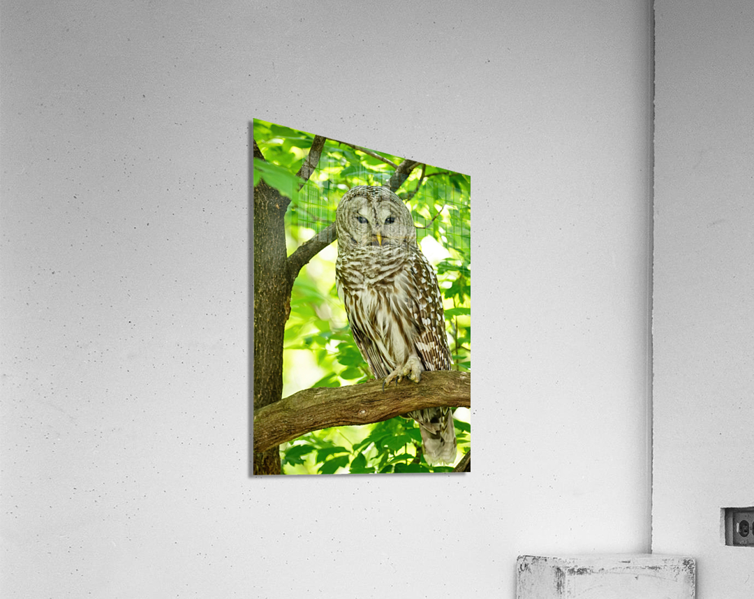 Barred Owl   Acrylic Print 