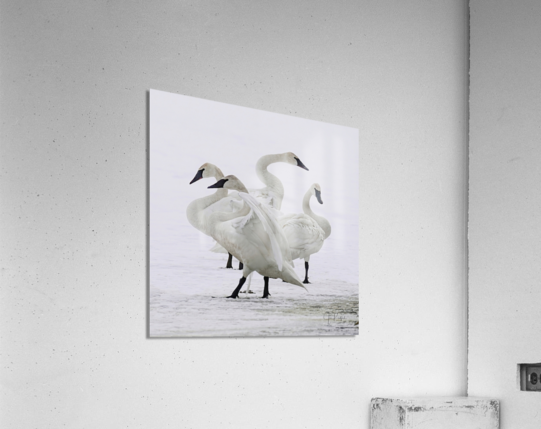 Swan group   Acrylic Print 