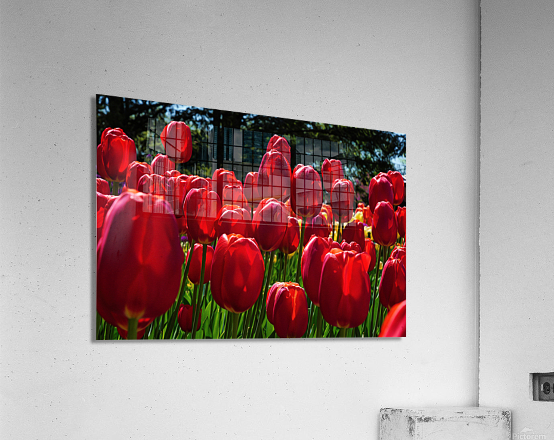 Red tulip parade   Impression acrylique 