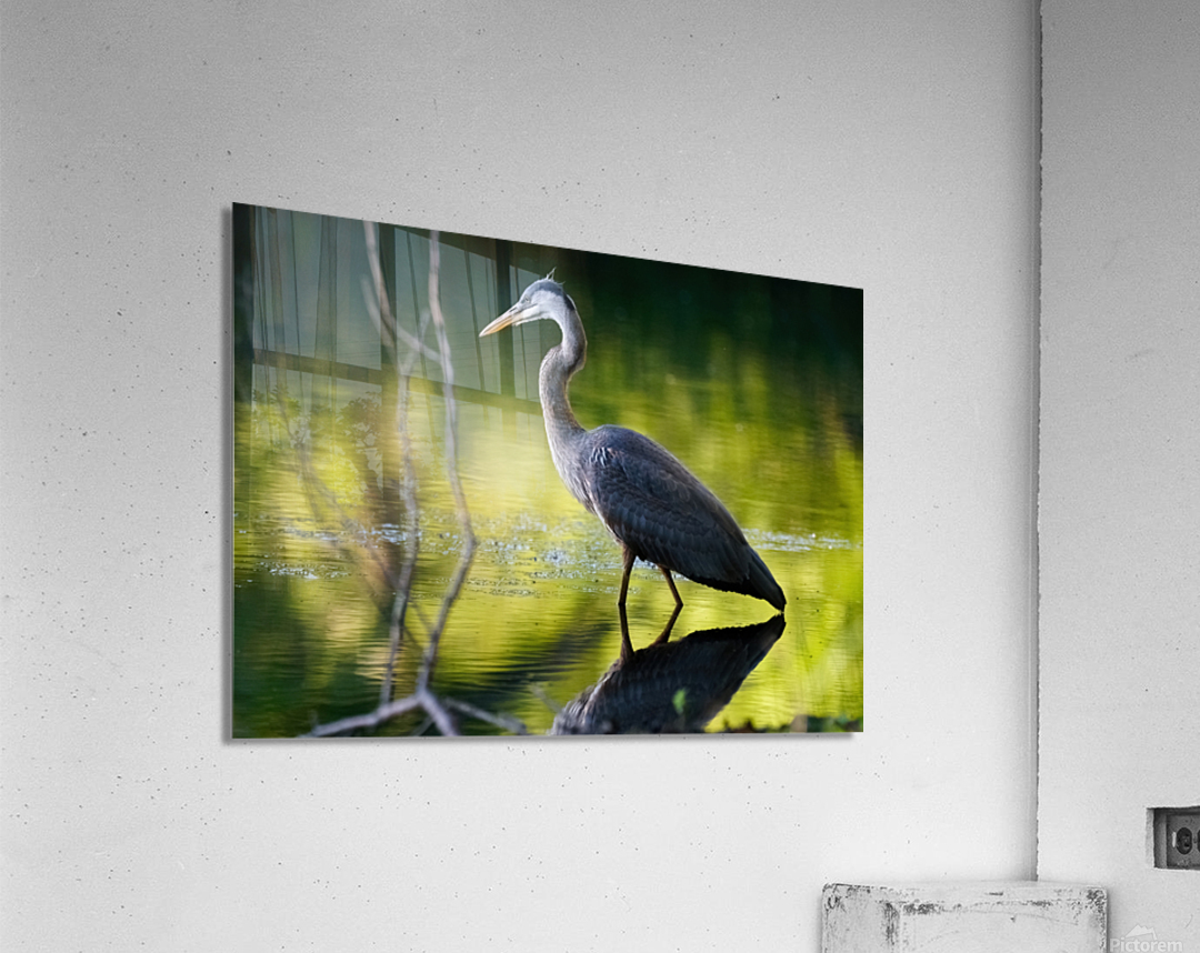 Heron on the Hunt  Acrylic Print 