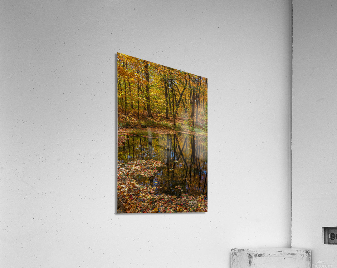 Forest Reflections Acrylic Print