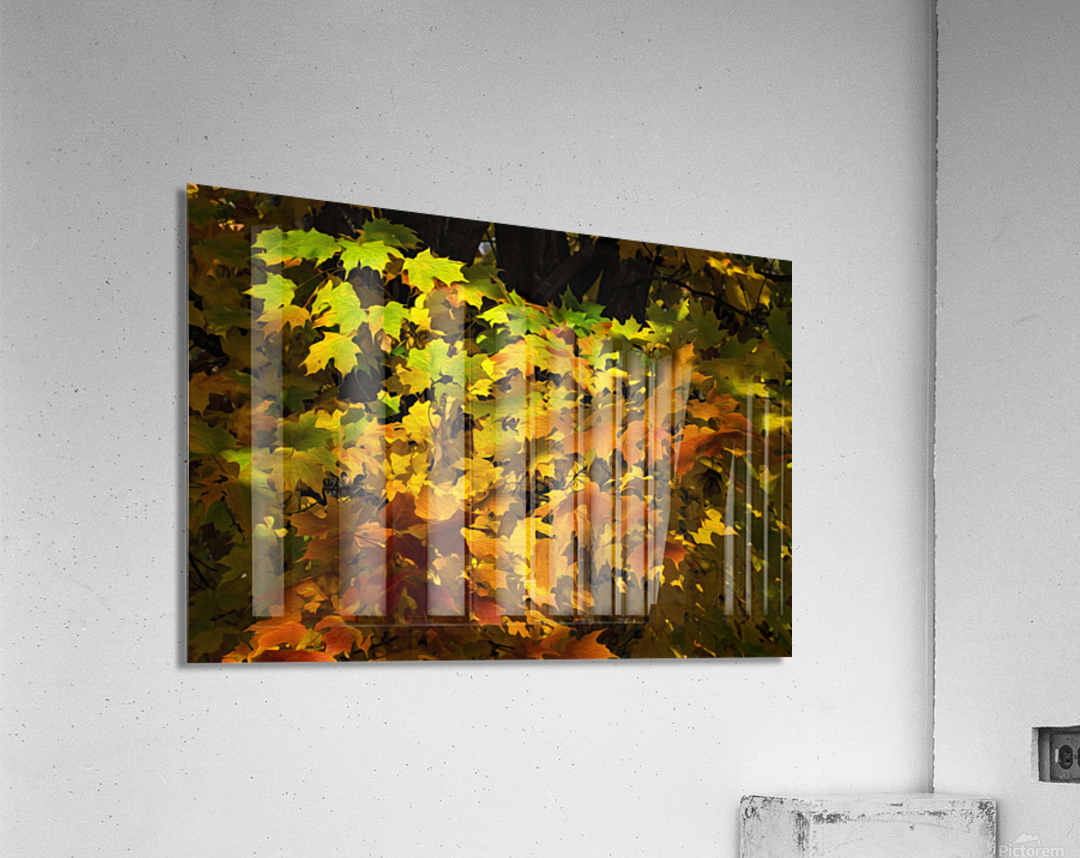 Fall Colors  Acrylic Print 