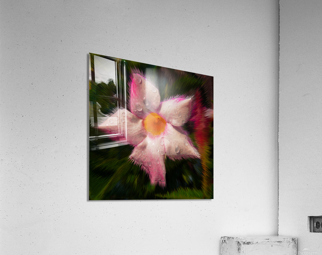Hair of the Mandevilla Acrylic Print