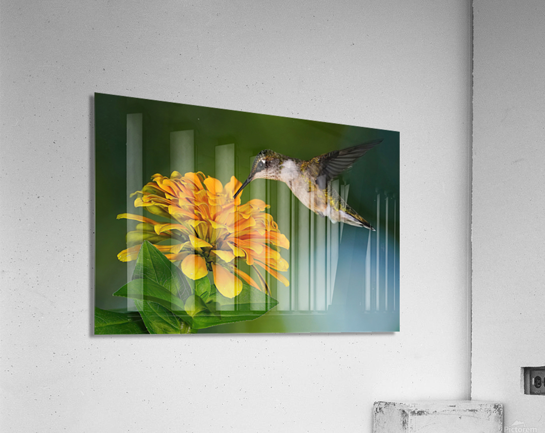 Hummer seeks the nectar Acrylic Print