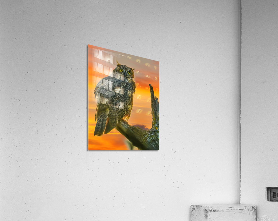 Owl standing watch Acrylic Print