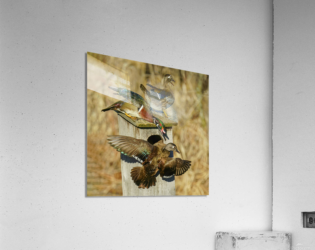 Wood duck squabble Acrylic Print