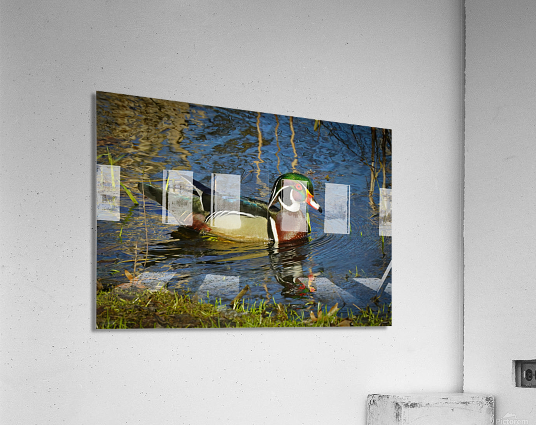 Wood Duck in Minnesota Acrylic Print