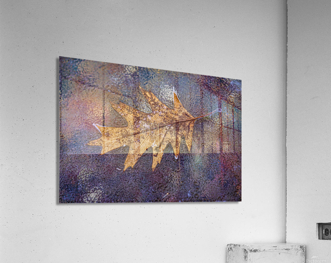 Oakleaf on ice Acrylic Print