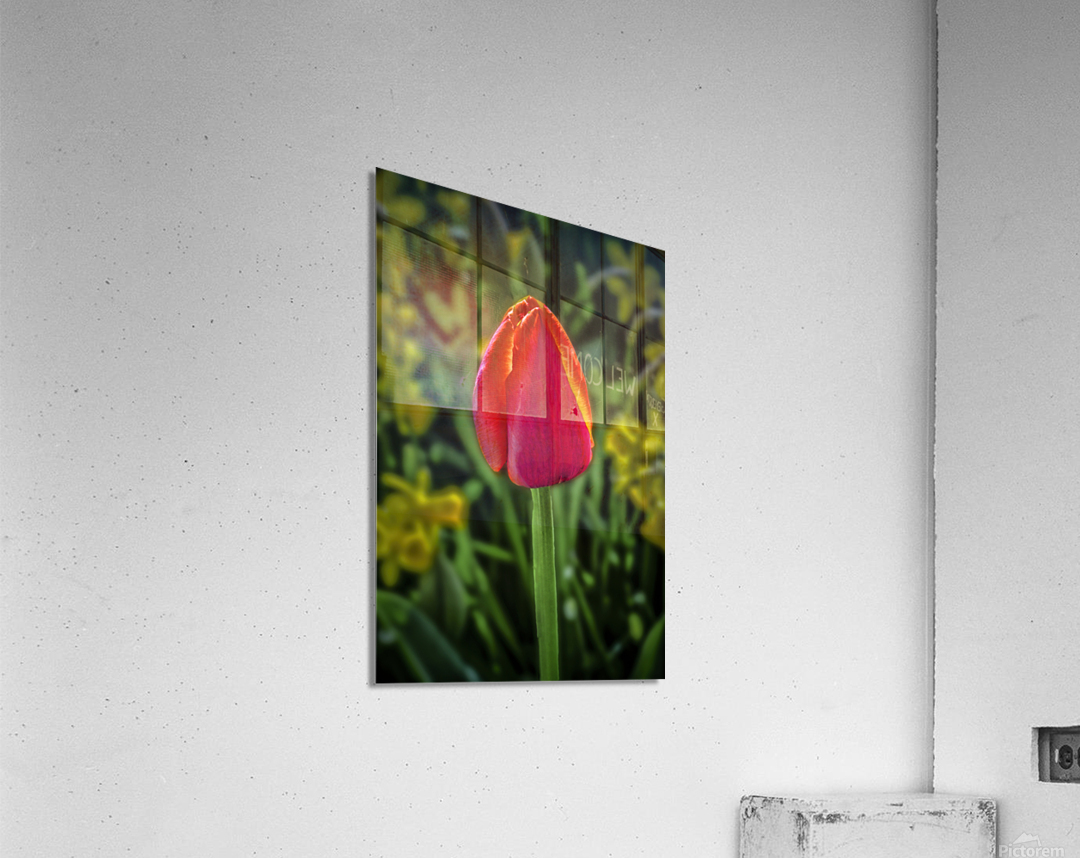 Keukenhof rose Acrylic Print