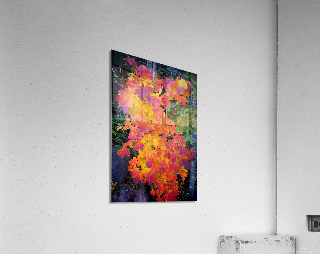 Complimentary Maple colors  Acrylic Print 