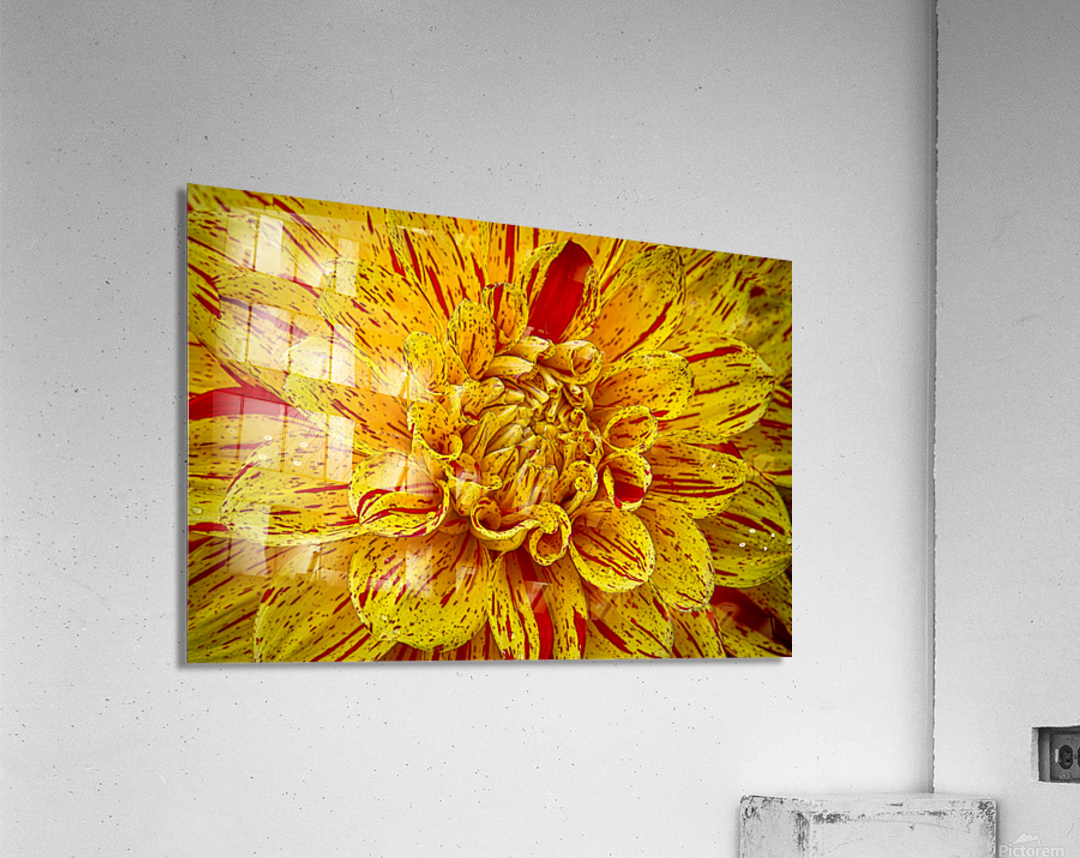 Multicolored Dahlia Acrylic Print
