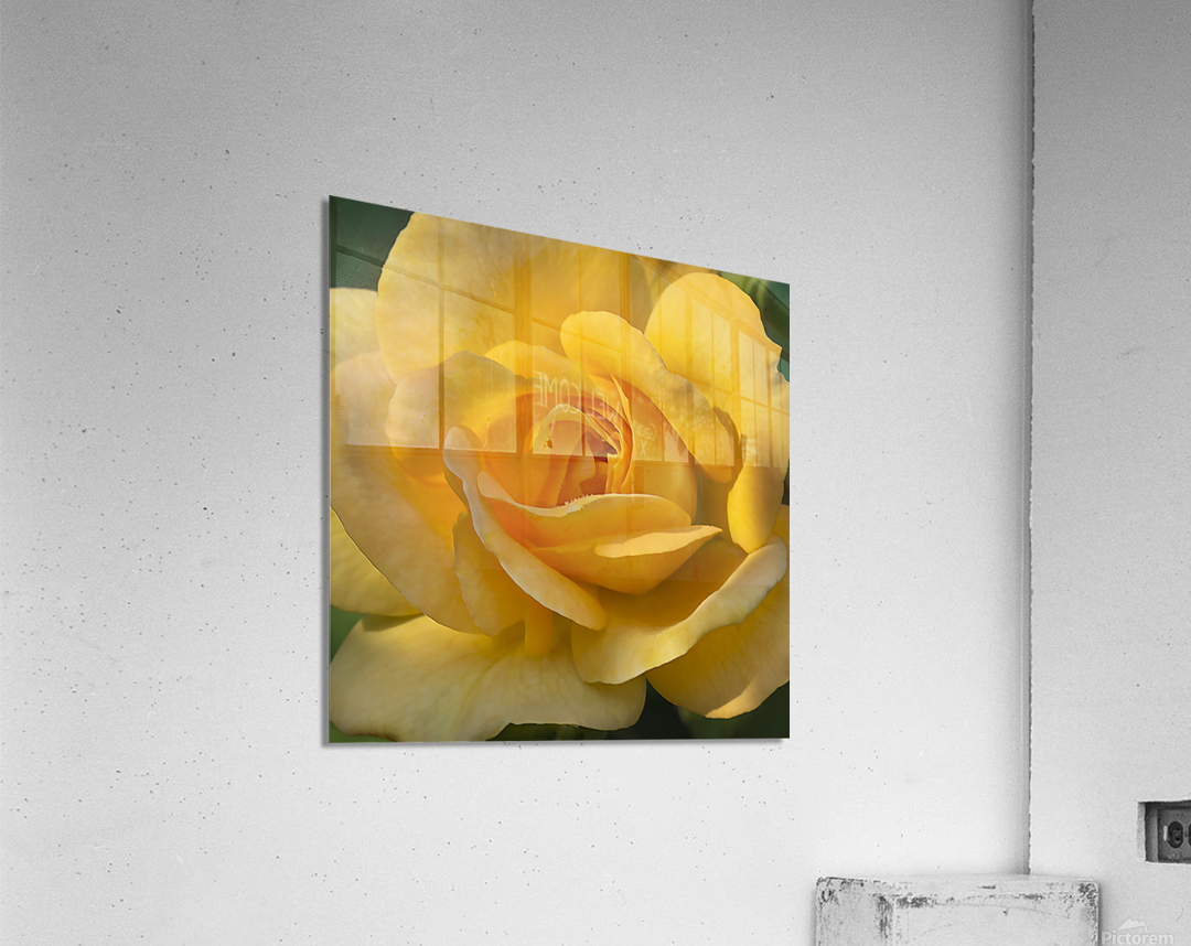 Yellow rose Acrylic Print