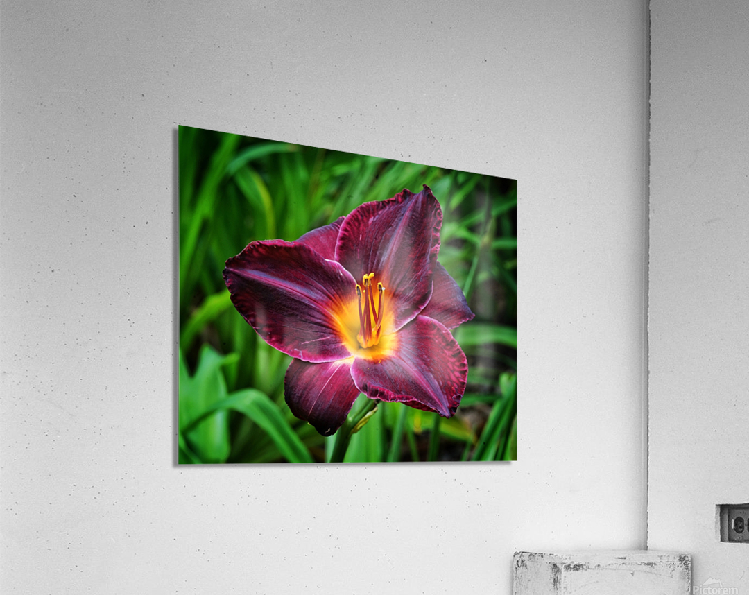 Purple Lily Acrylic Print