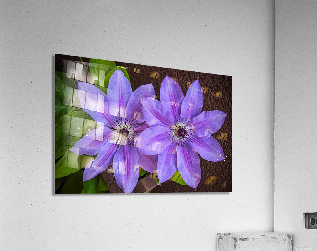 Clematis Flower  Acrylic Print 