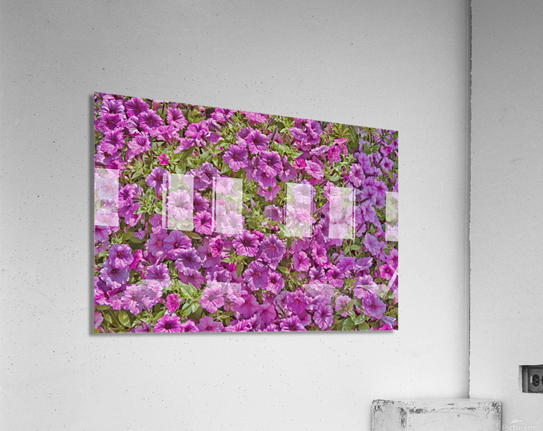 Pansy Garden Acrylic Print