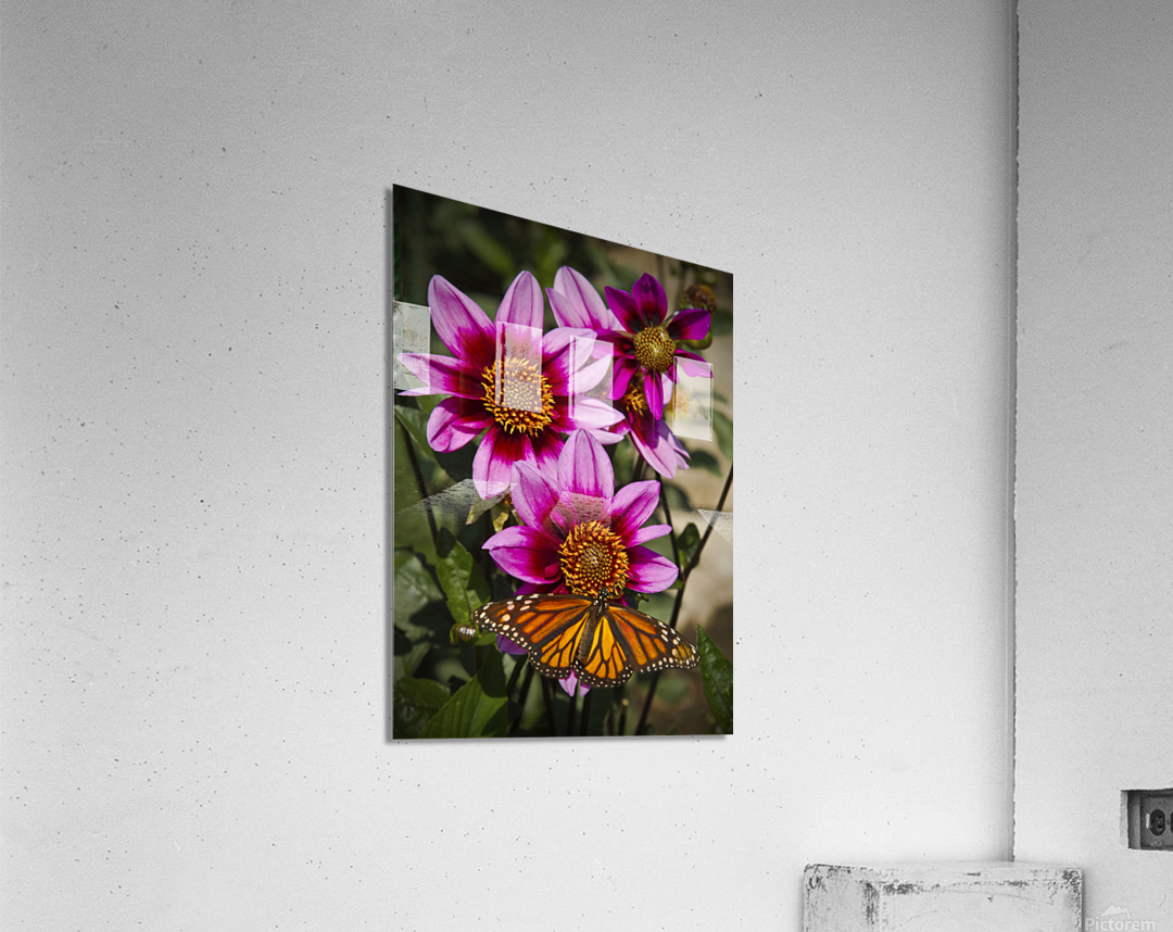 Dahlia flower and monarch Acrylic Print