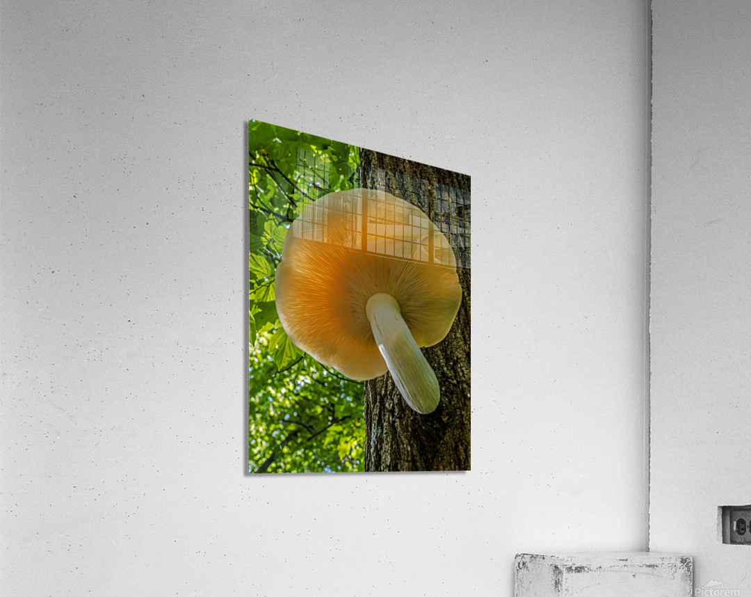  Elm Cap Mushroom Acrylic Print