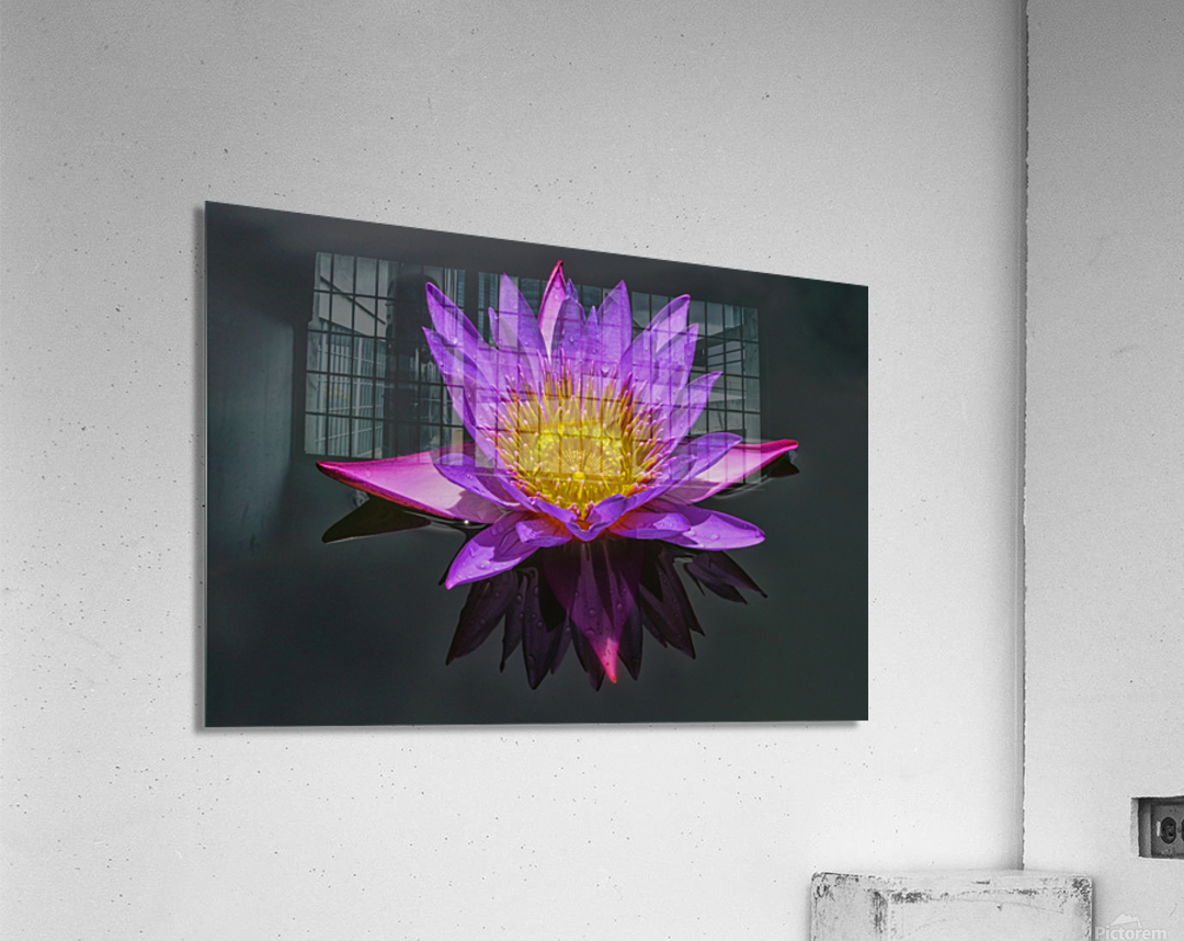 Purple pond Lilly Acrylic Print