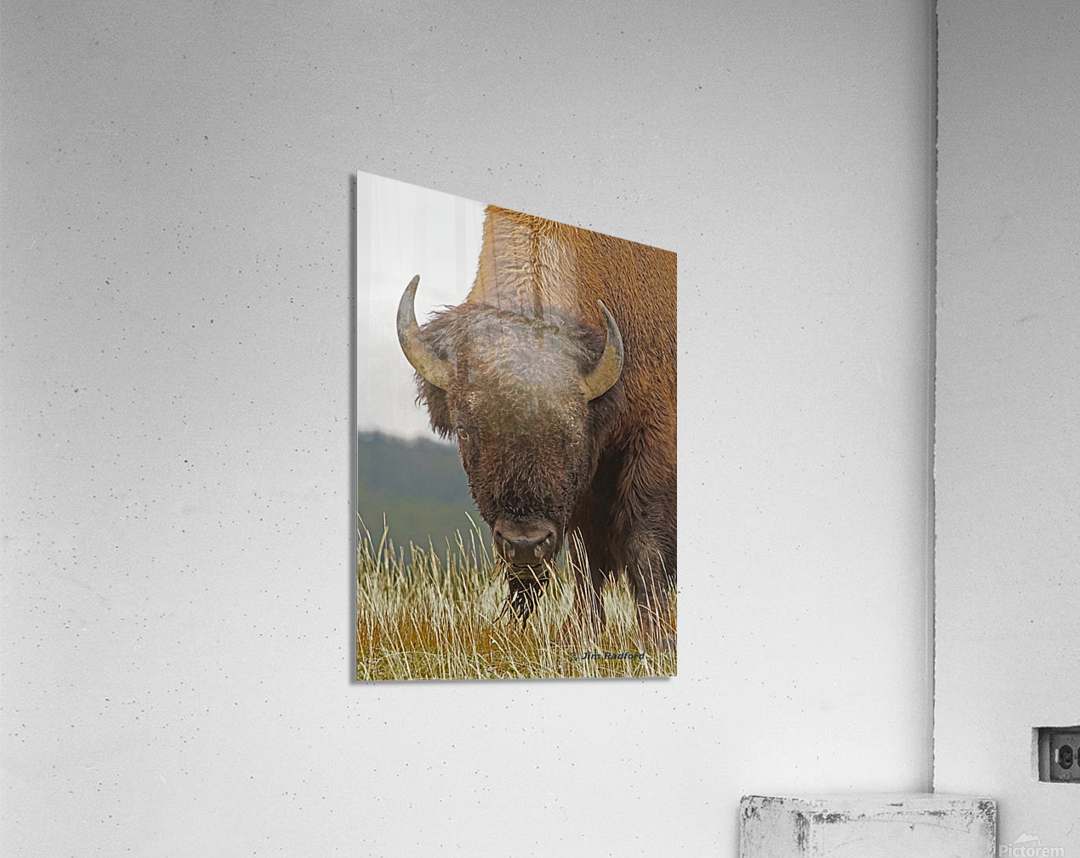 Bull bison Acrylic Print