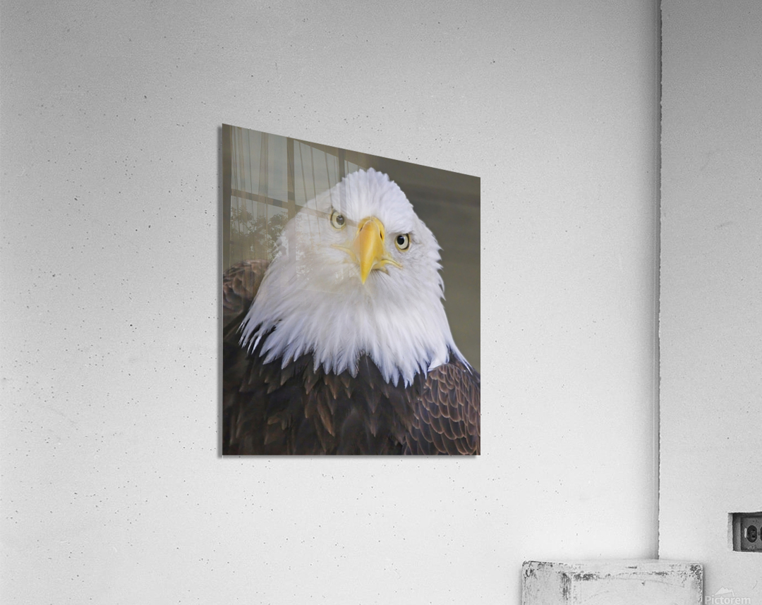 Bald eagle   Acrylic Print 