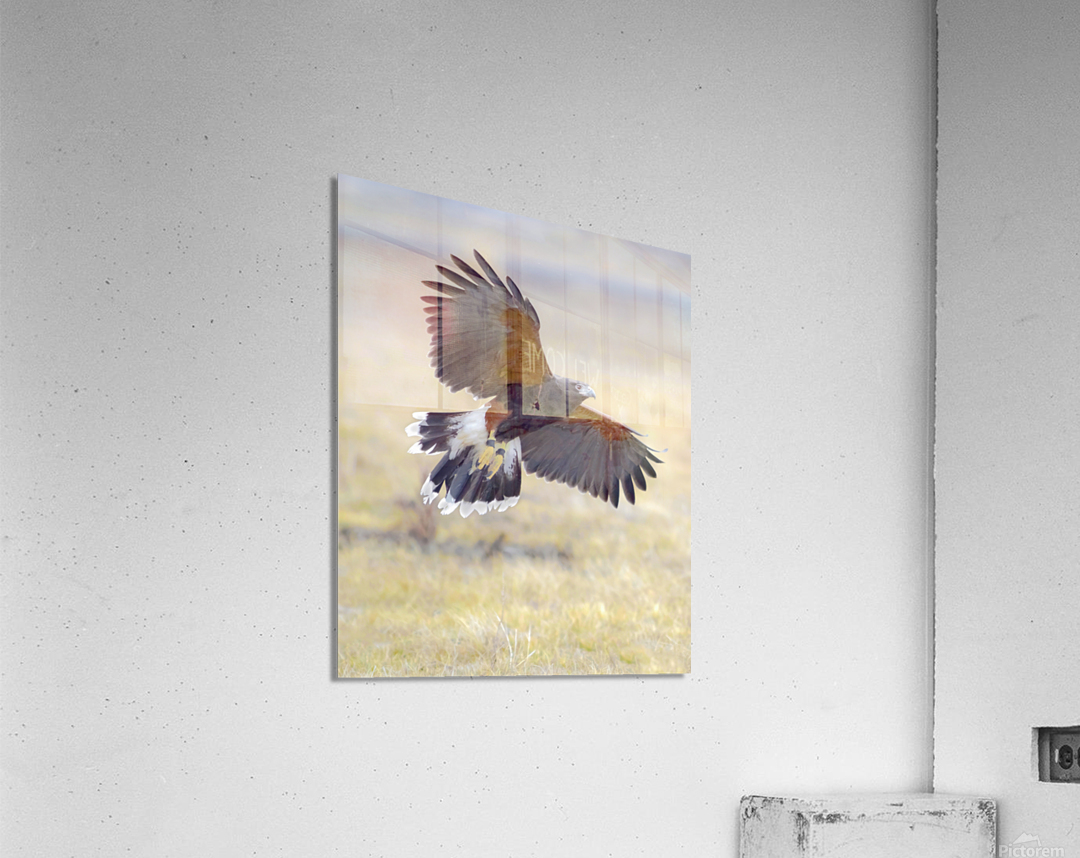Harris hawk on the wing  Acrylic Print 