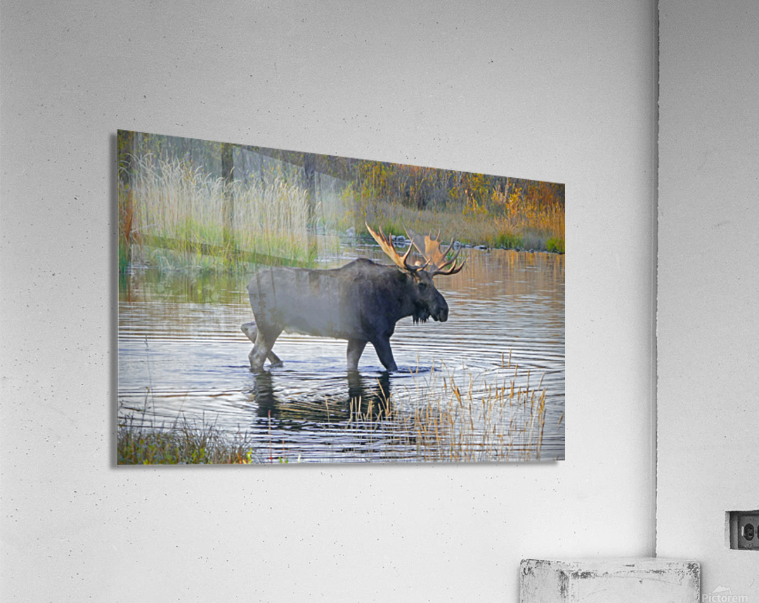 Bull moose in Wyoming Acrylic Print