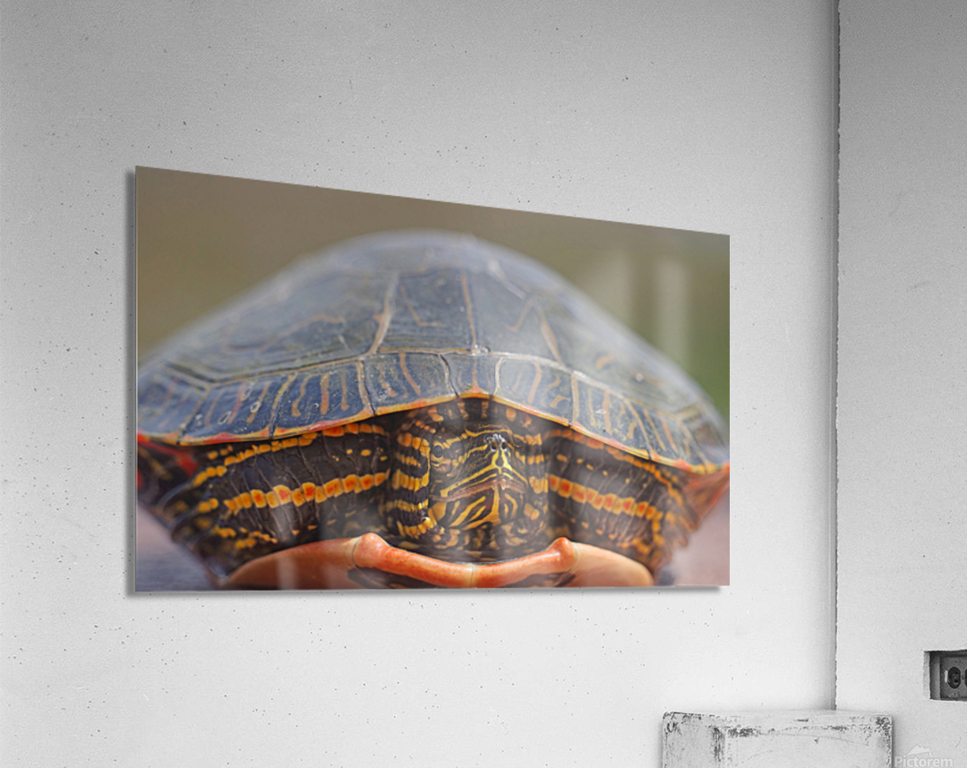 PaintedTurtle Acrylic Print