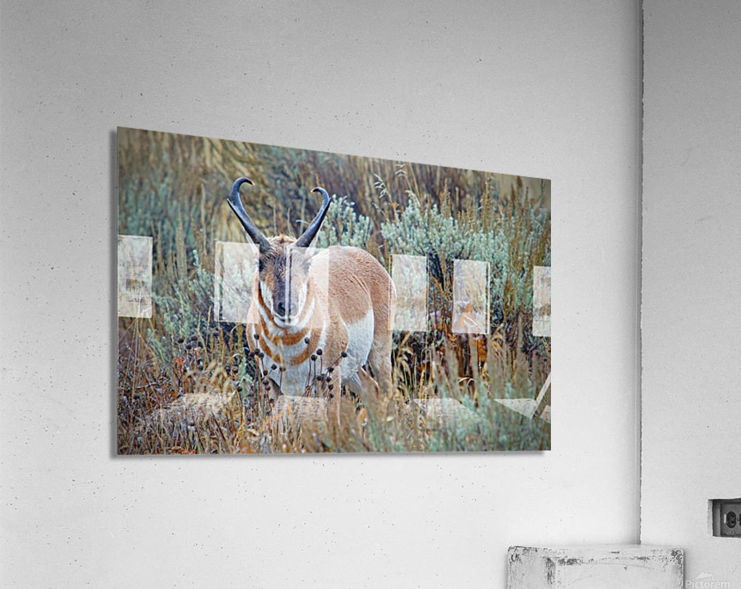 Pronghorn Antelope Acrylic Print