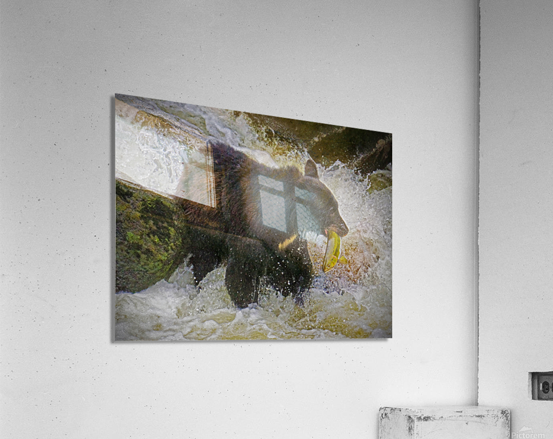 Salmon fishing Acrylic Print