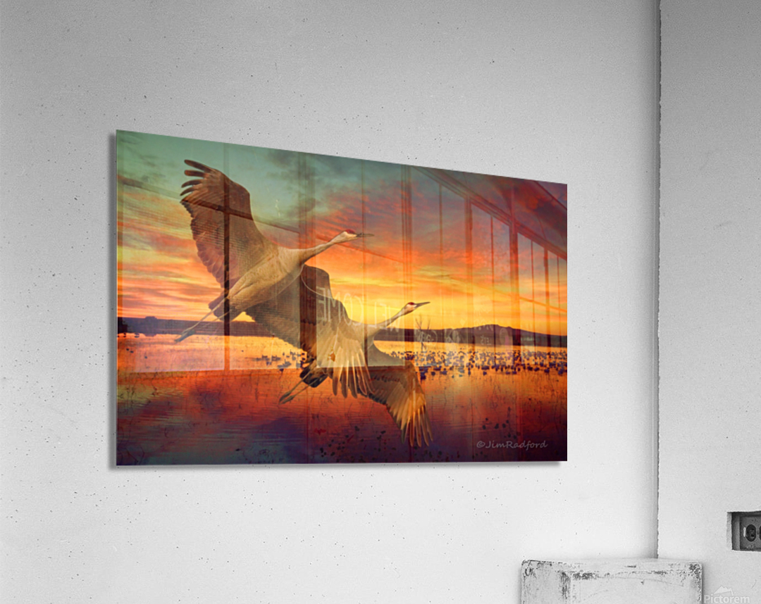 Sandhill Cranes at the Bosque Acrylic Print