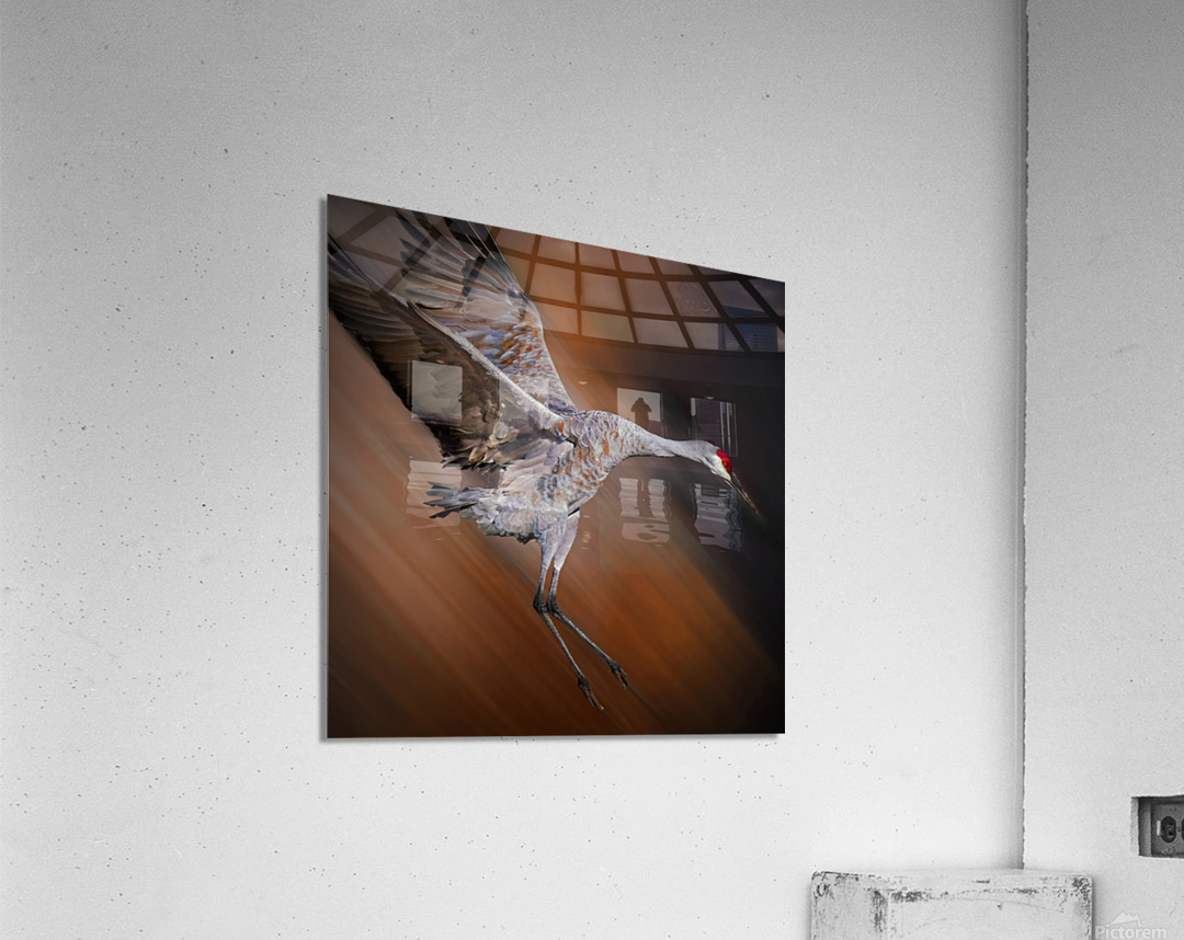 Sandhill in-flight motion Acrylic Print
