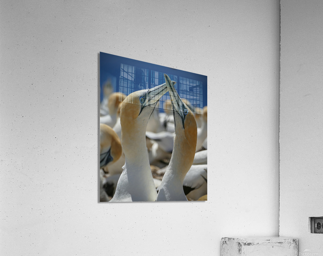 Northern Gannet Acrylic Print