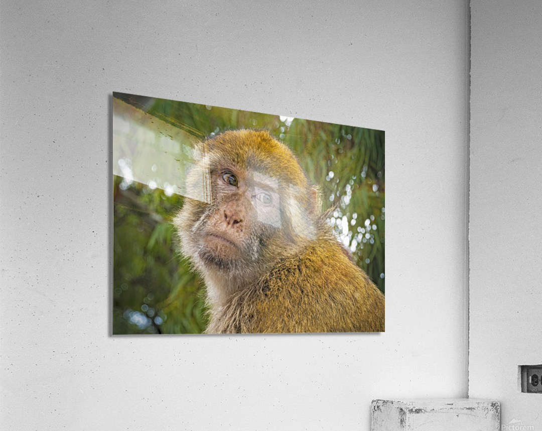 Barbary Macaques Monkey Acrylic Print