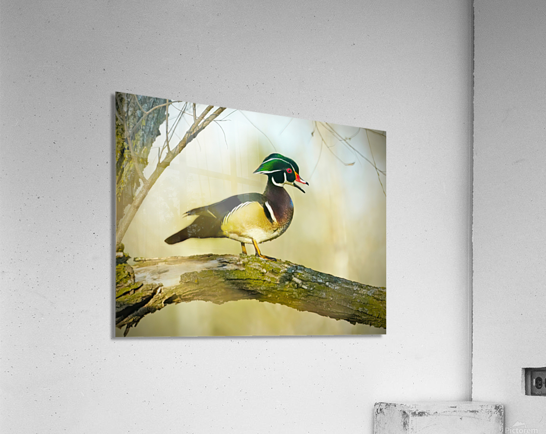 Wood duck Acrylic Print