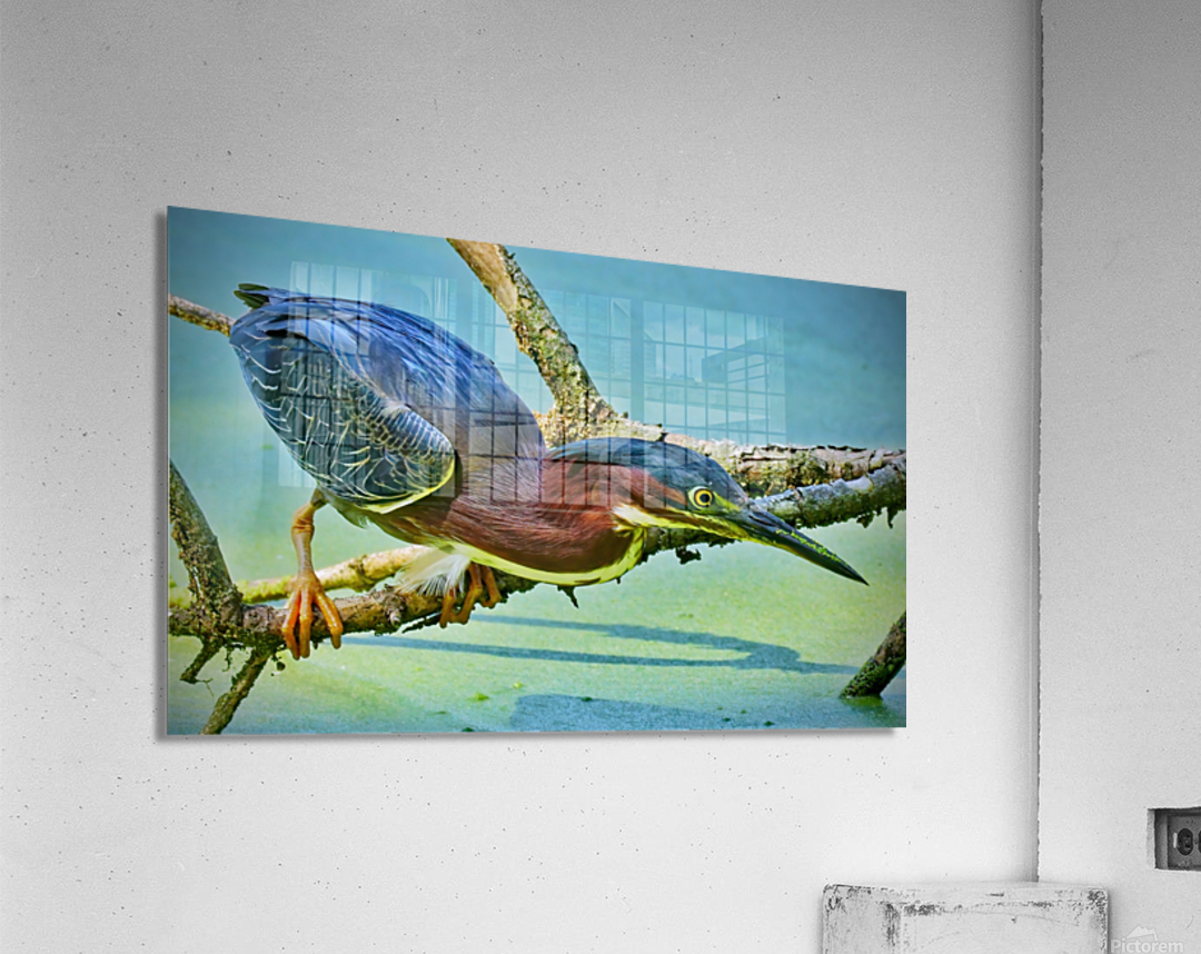  Green Heron Acrylic Print