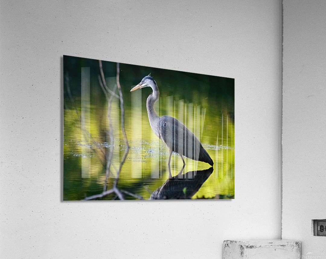 Blue Heron fishing Acrylic Print