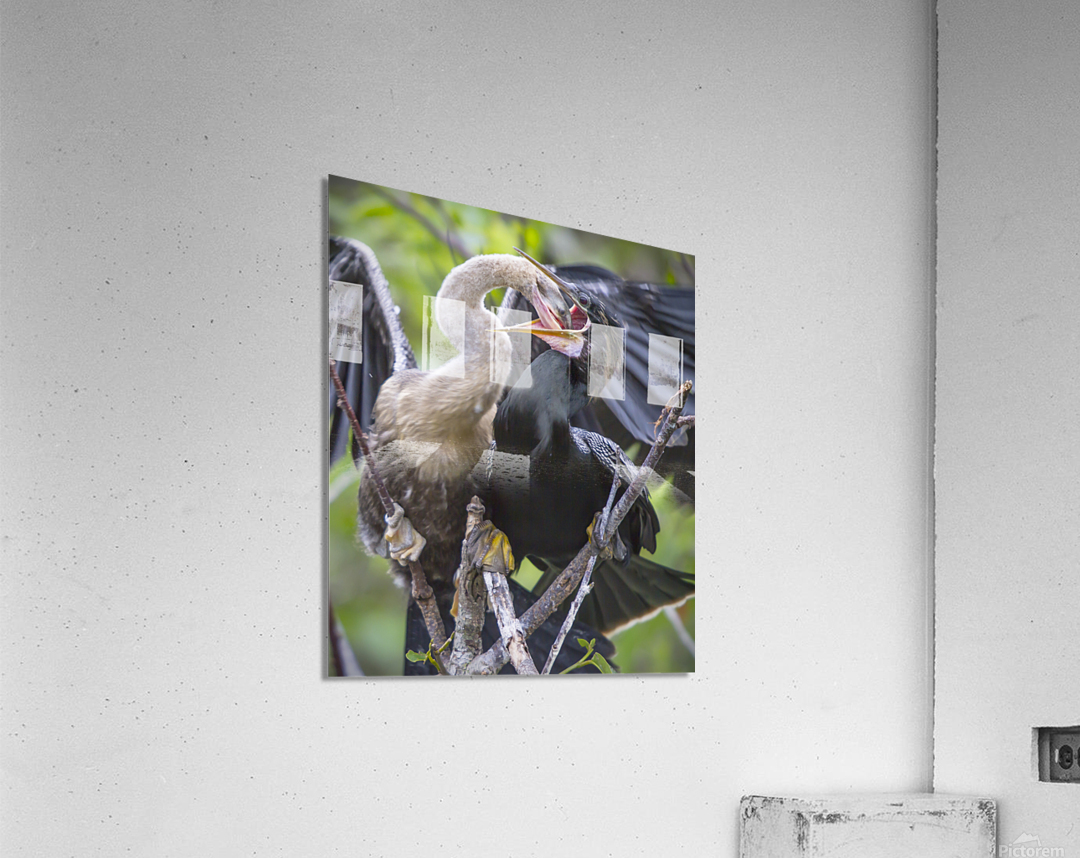 Anhinga at lunch Acrylic Print