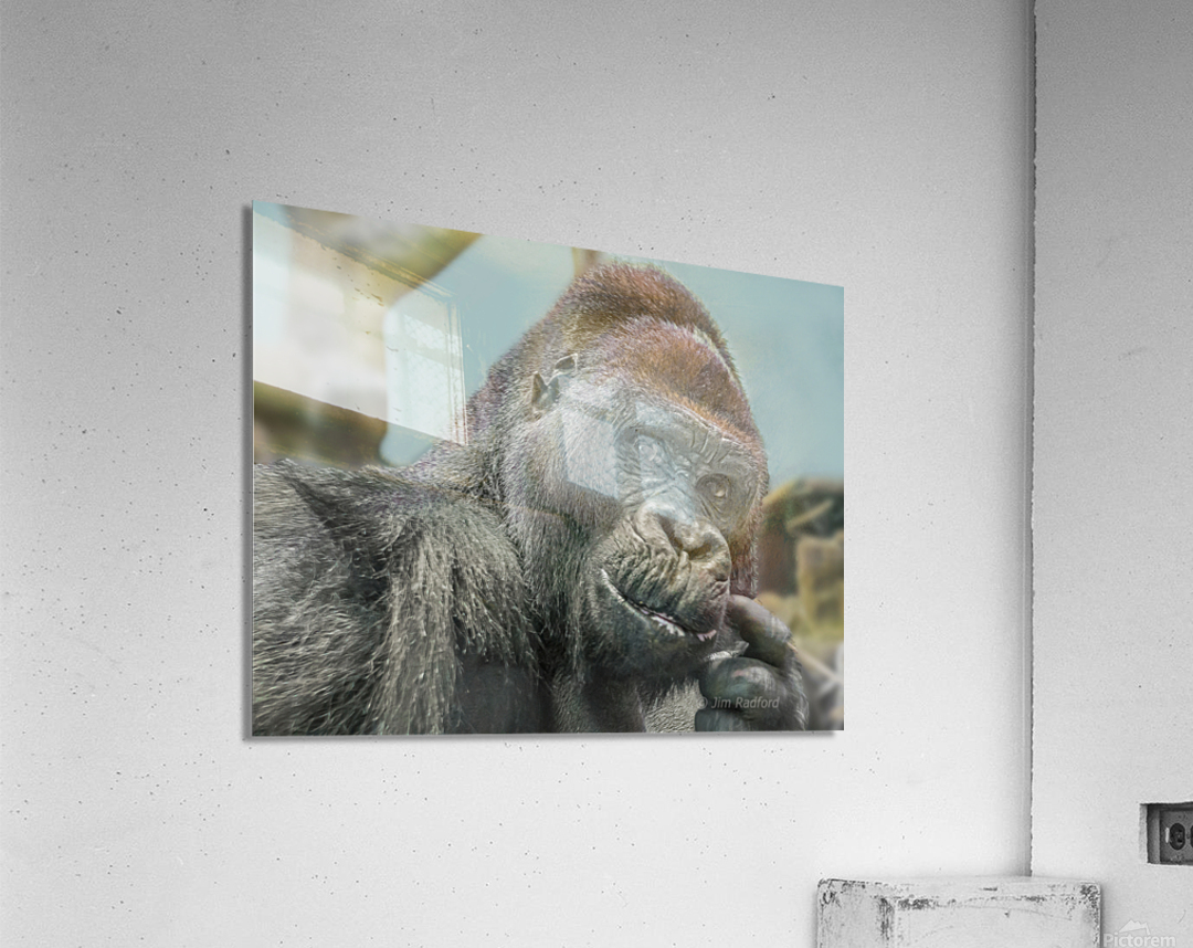 Gorilla Acrylic Print