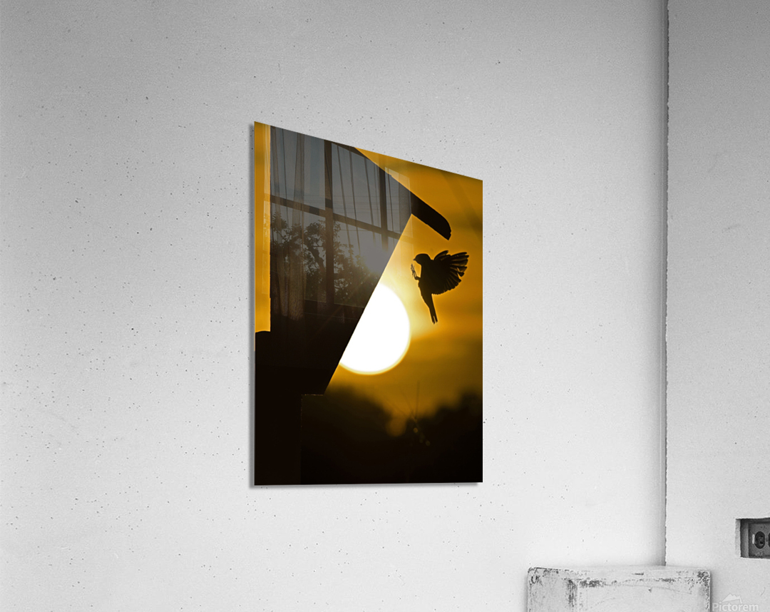 Tree Swallow Acrylic Print