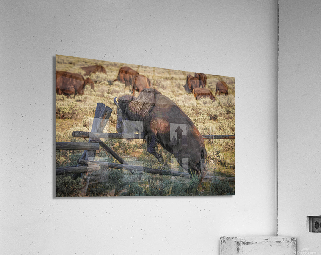 Bison leaping Acrylic Print