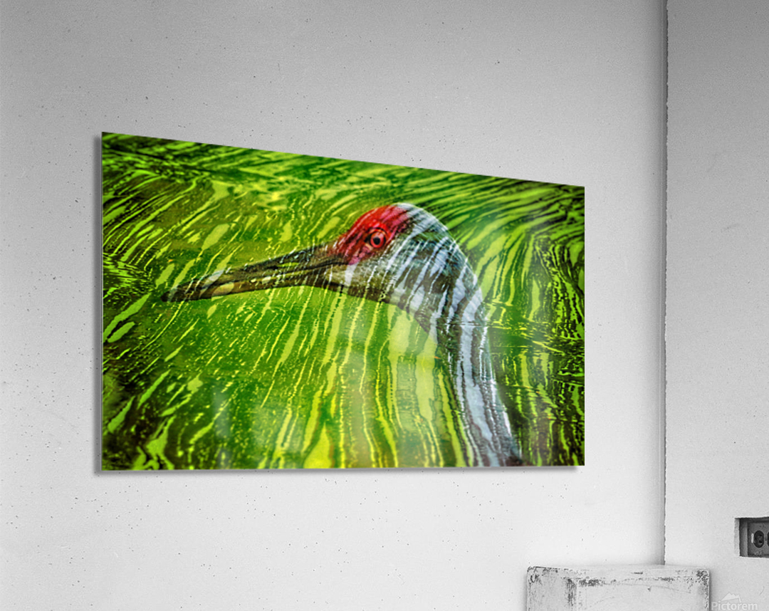  Reflections of sandhill crane  Acrylic Print