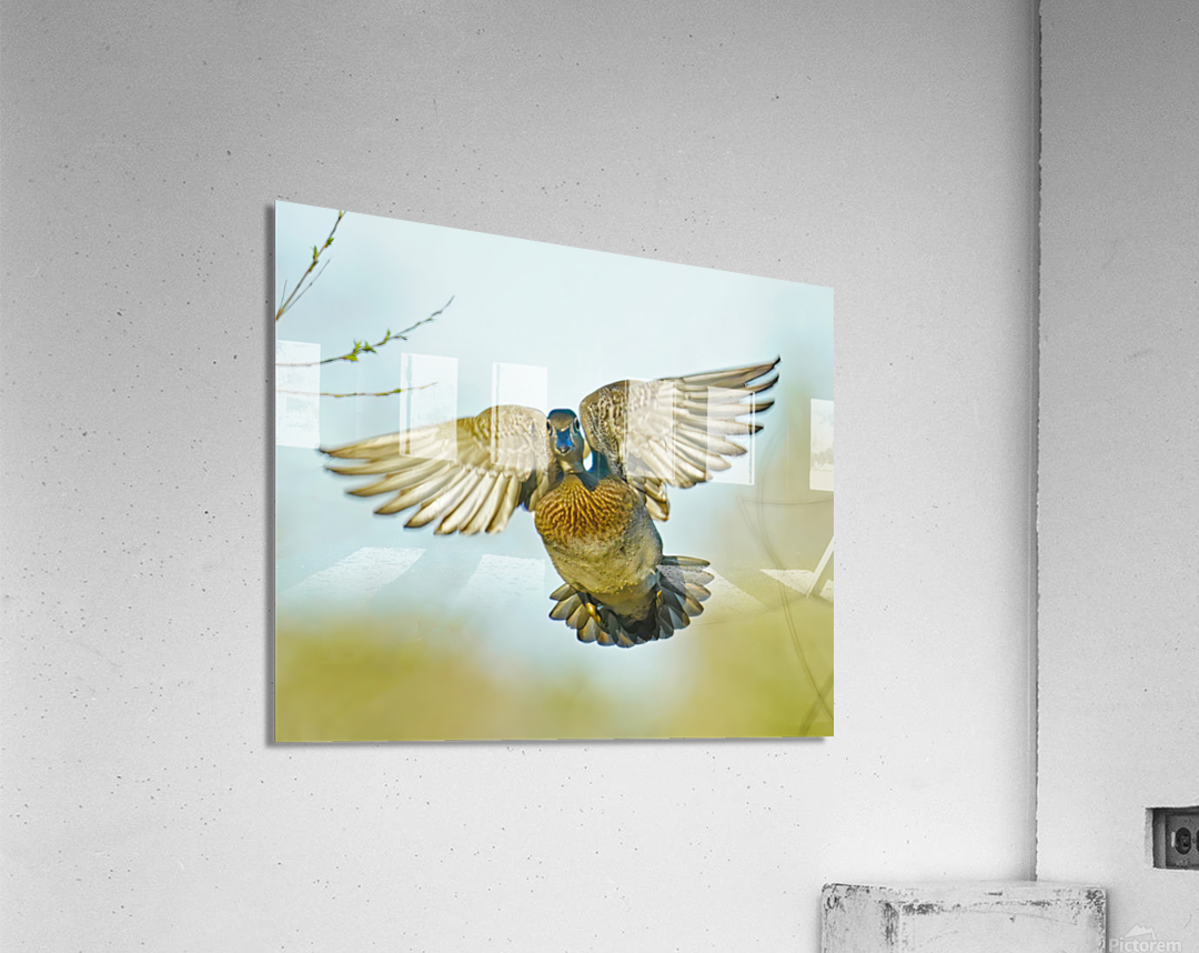 Colorful Wood duck landing Acrylic Print