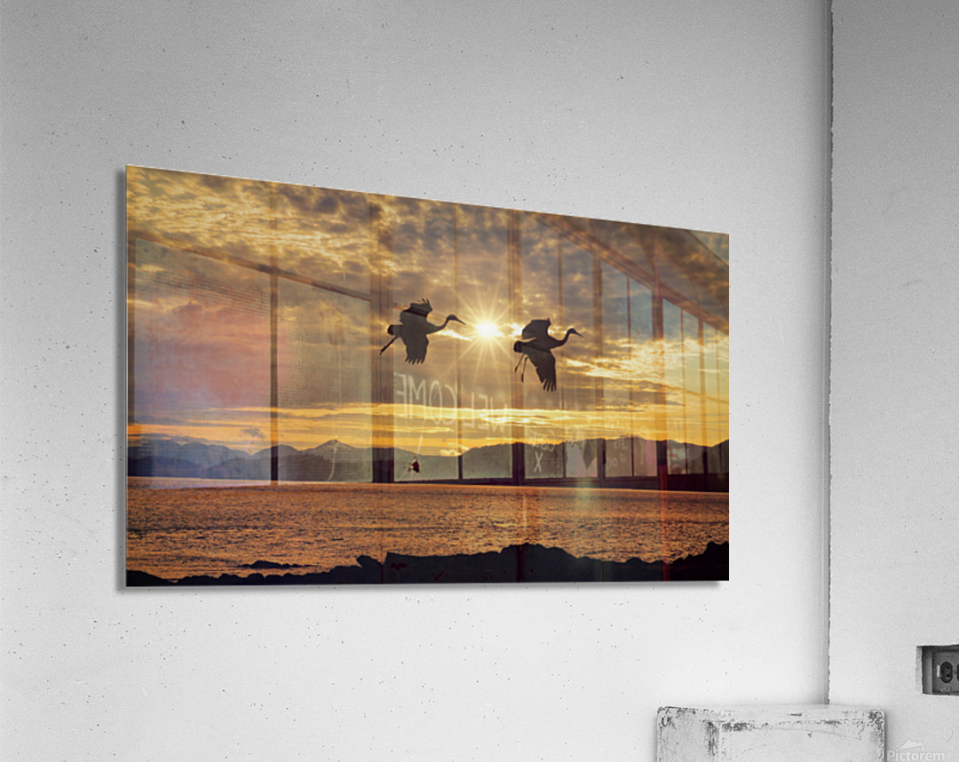 Sandhill cranes over Alaska Acrylic Print