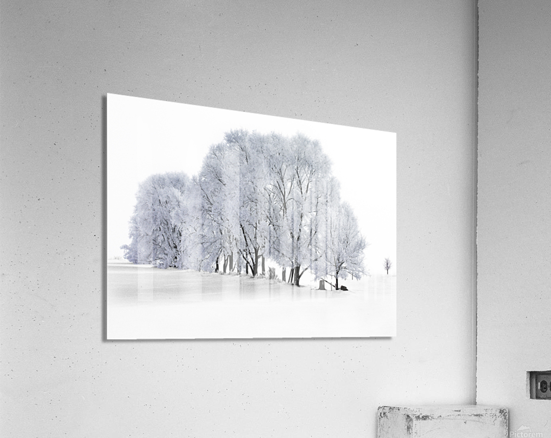 Hoarfrost in Minnesota Acrylic Print