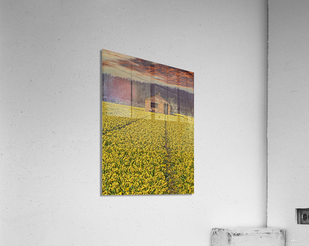 Flourishing fields of flowers Holland  Acrylic Print 