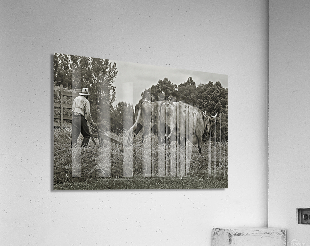 Farming with Oxen  Acrylic Print