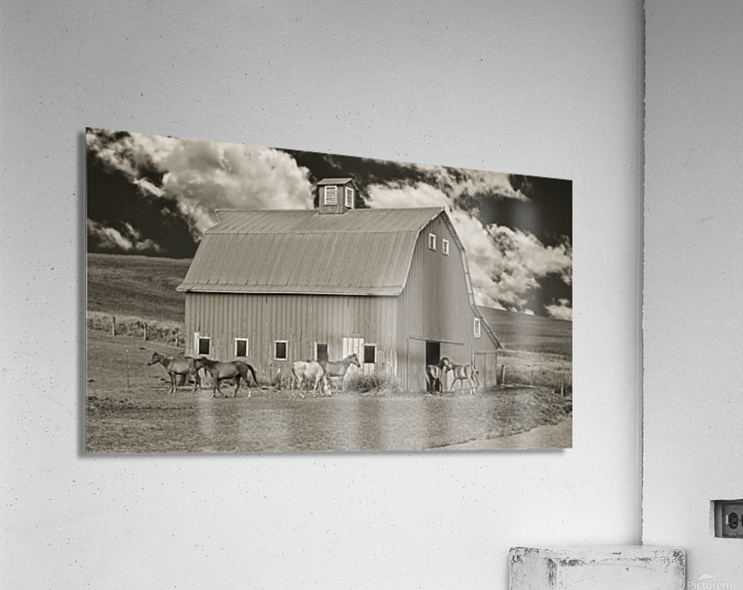 Washington horse barn  Acrylic Print 